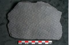 Foto (Detailansicht) von Sigillaria sp. (NHMW-GEO-2024-0188-11216)